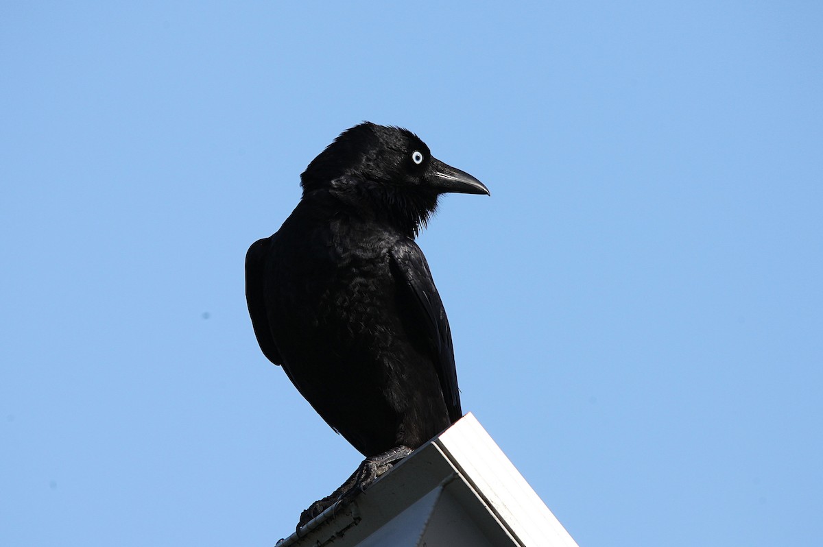 Little Raven - ML640886818
