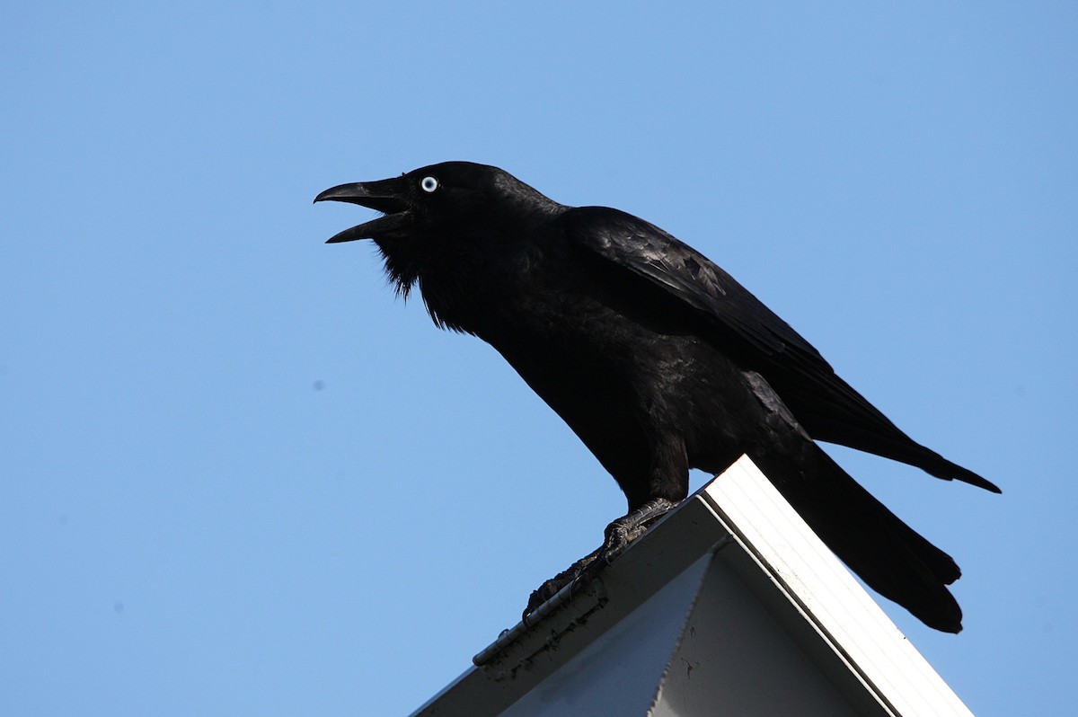 Little Raven - ML640886819