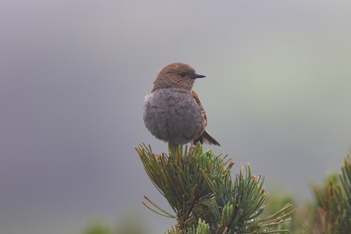 Japanese Accentor - ML640886892