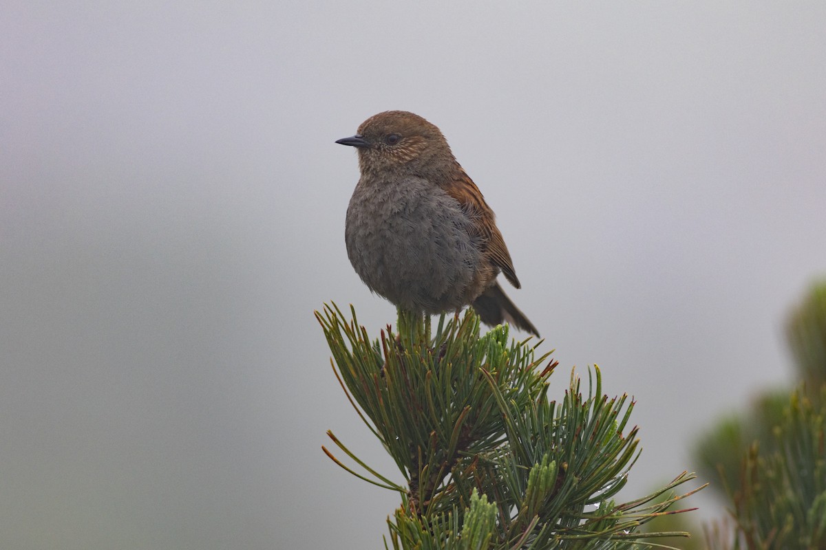 Japanese Accentor - ML640886893