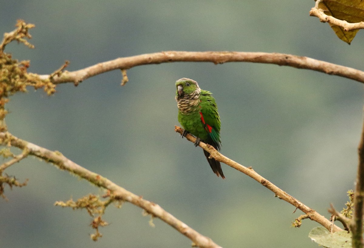 Maroon-tailed Parakeet (Choco) - ML640886921
