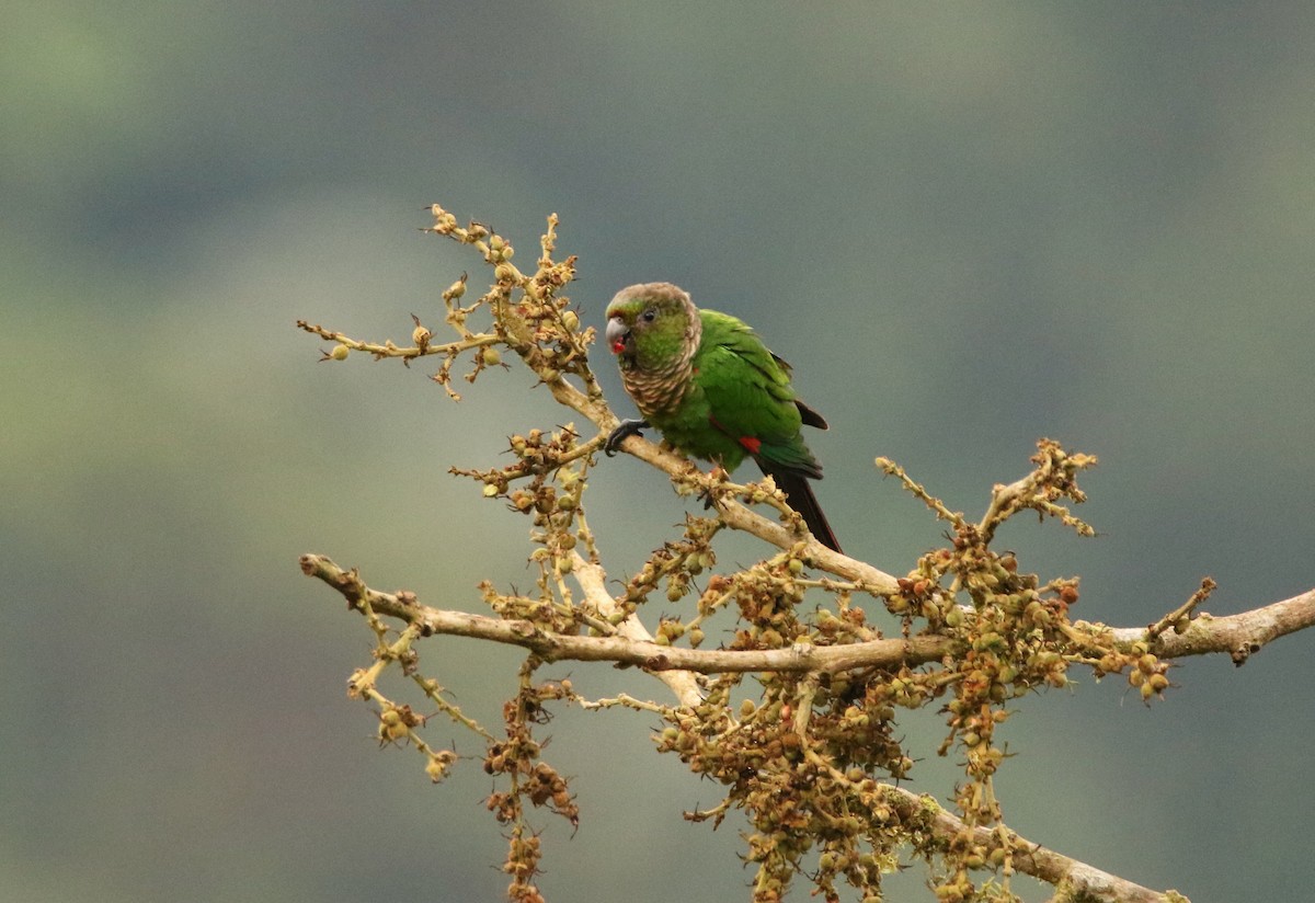 Maroon-tailed Parakeet (Choco) - ML640886922