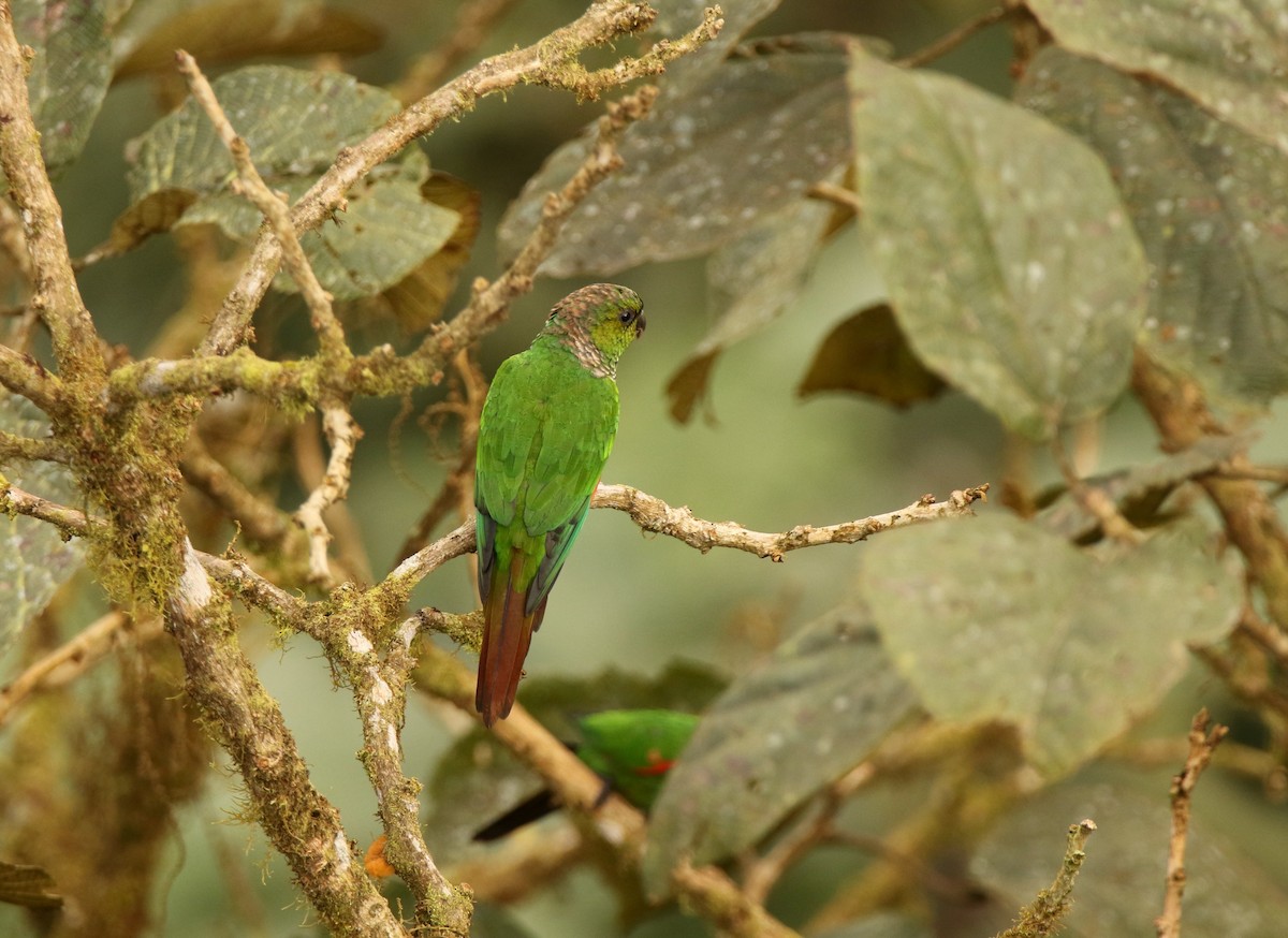 Maroon-tailed Parakeet (Choco) - ML640886923