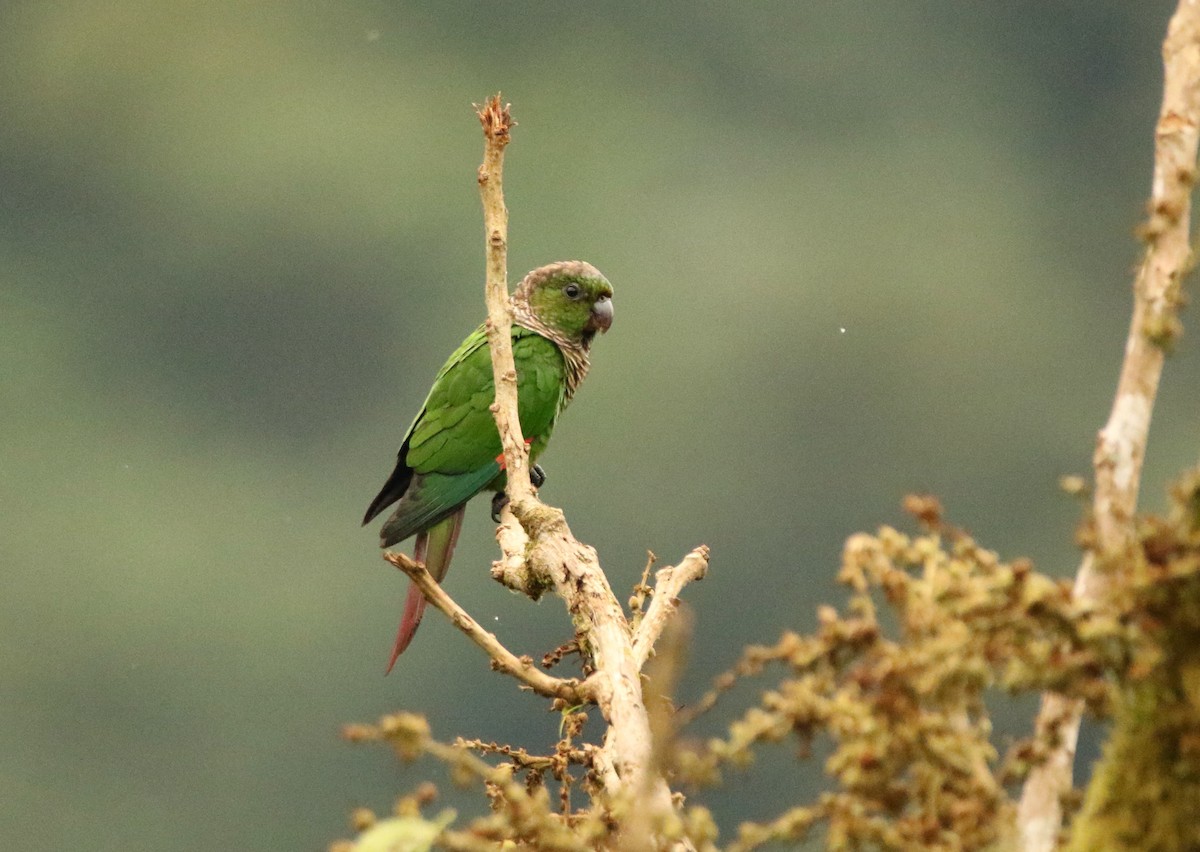 Maroon-tailed Parakeet (Choco) - ML640886924