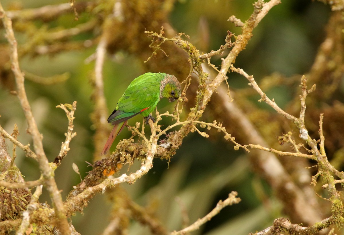 Maroon-tailed Parakeet (Choco) - ML640886925