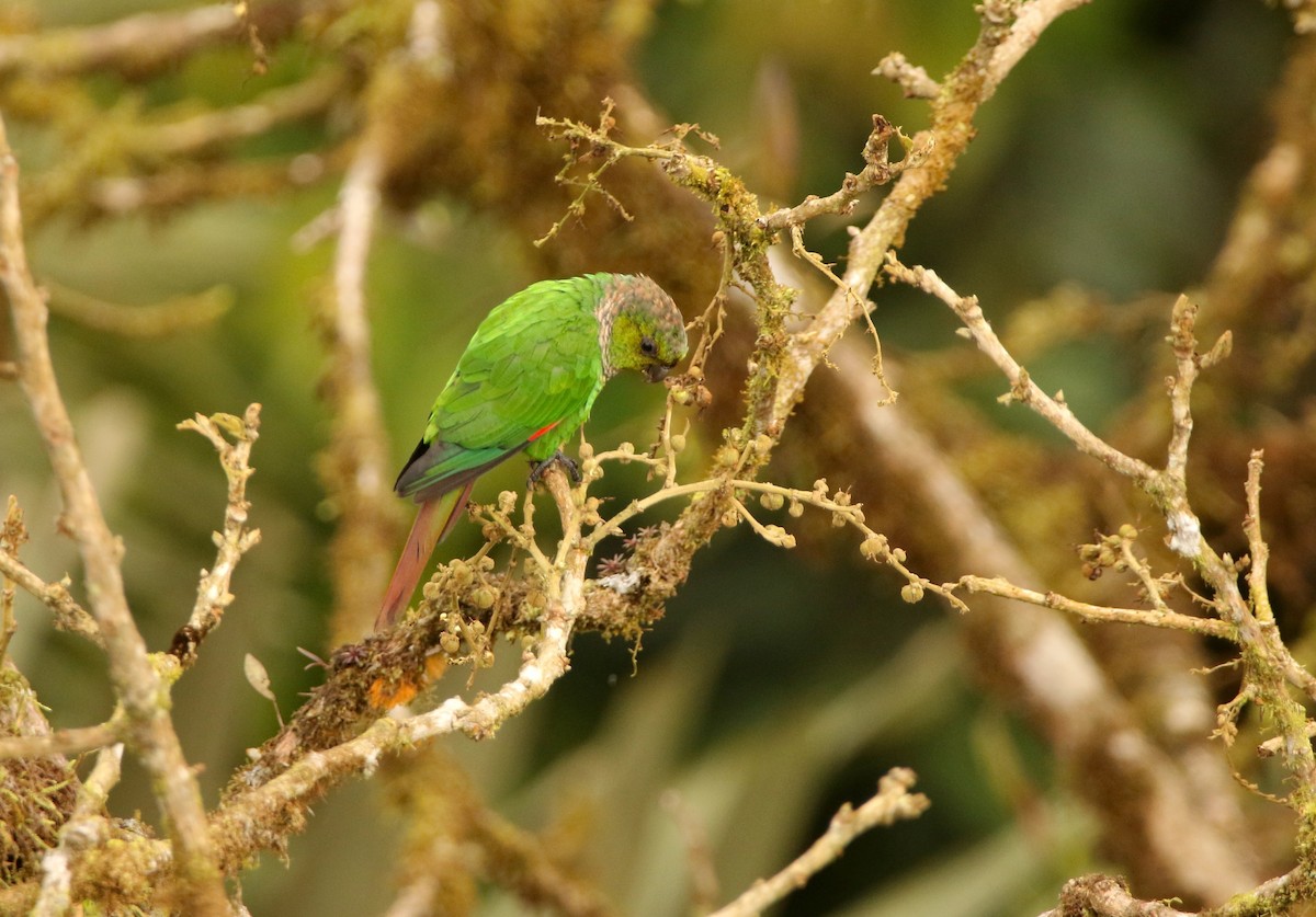 Maroon-tailed Parakeet (Choco) - ML640886926