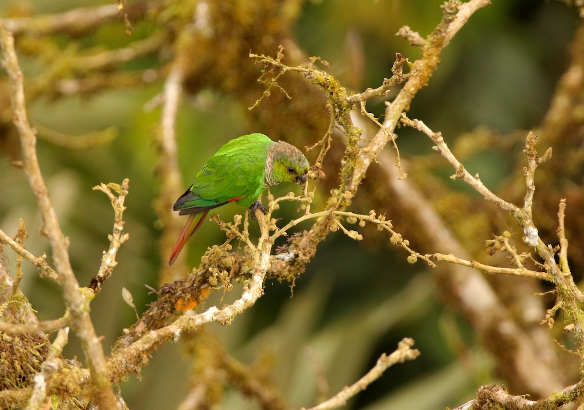 Maroon-tailed Parakeet (Choco) - ML640886927