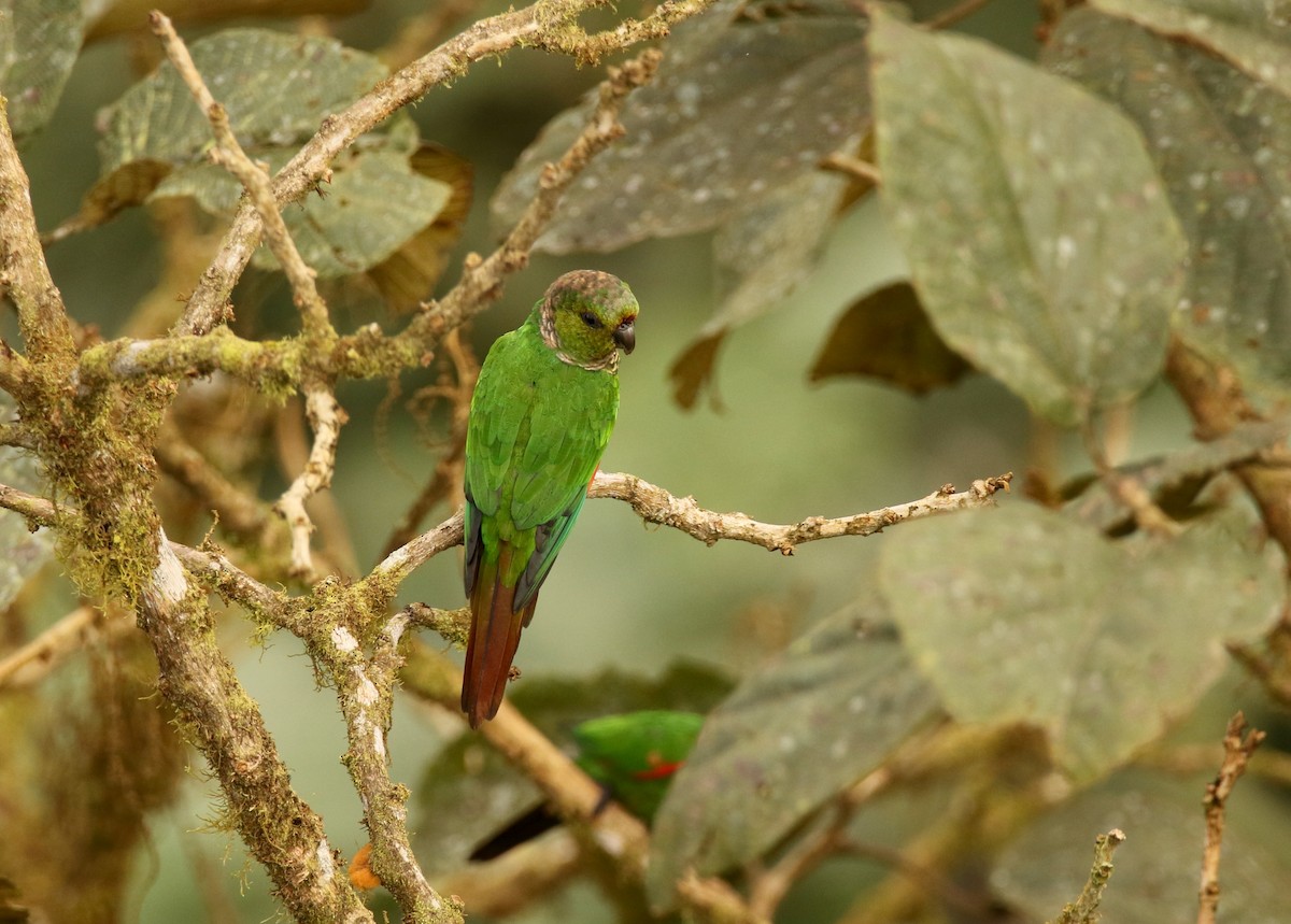 Maroon-tailed Parakeet (Choco) - ML640886928