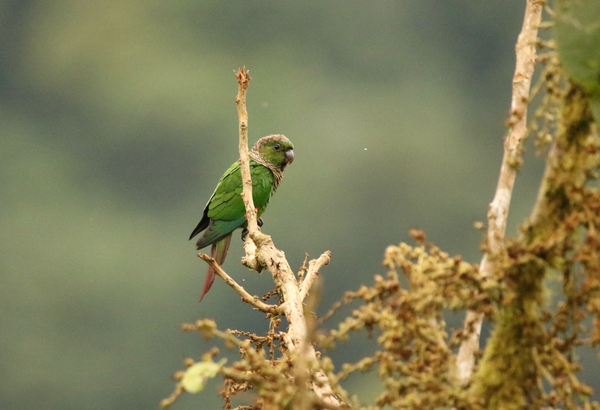 Maroon-tailed Parakeet (Choco) - ML640886929