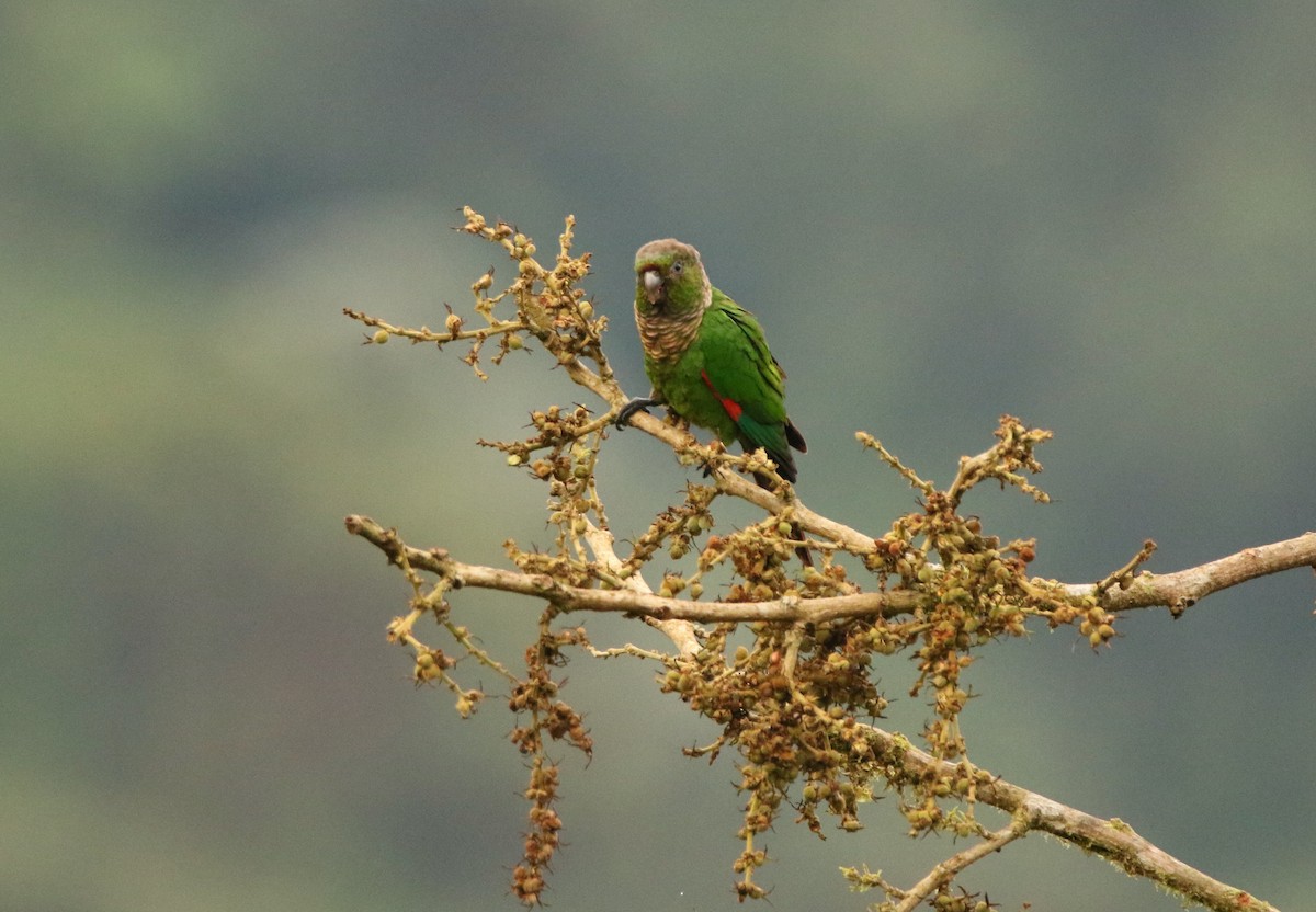 Maroon-tailed Parakeet (Choco) - ML640886930