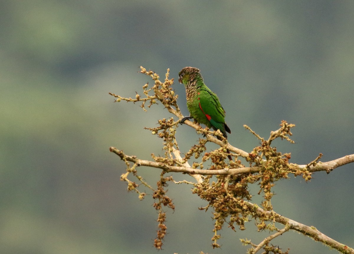 Maroon-tailed Parakeet (Choco) - ML640886931
