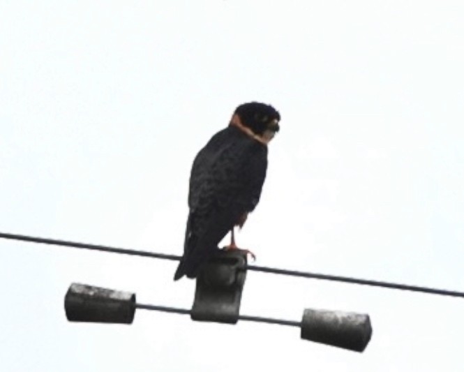 Bat Falcon - ML640886994