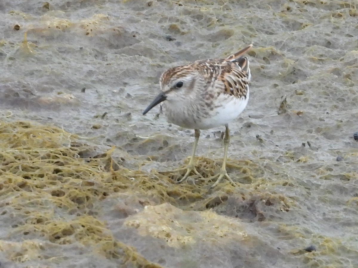 Least Sandpiper - ML640887008