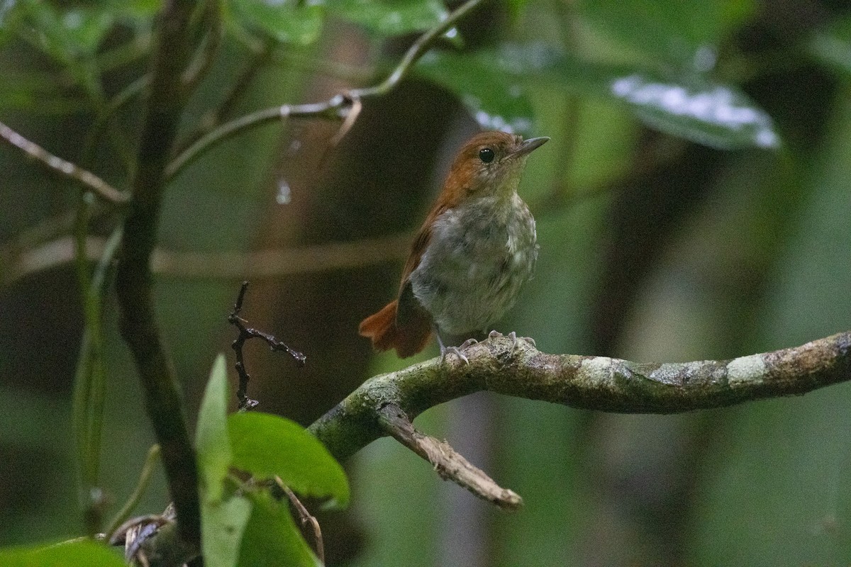 Okinawa Robin - ML640887010