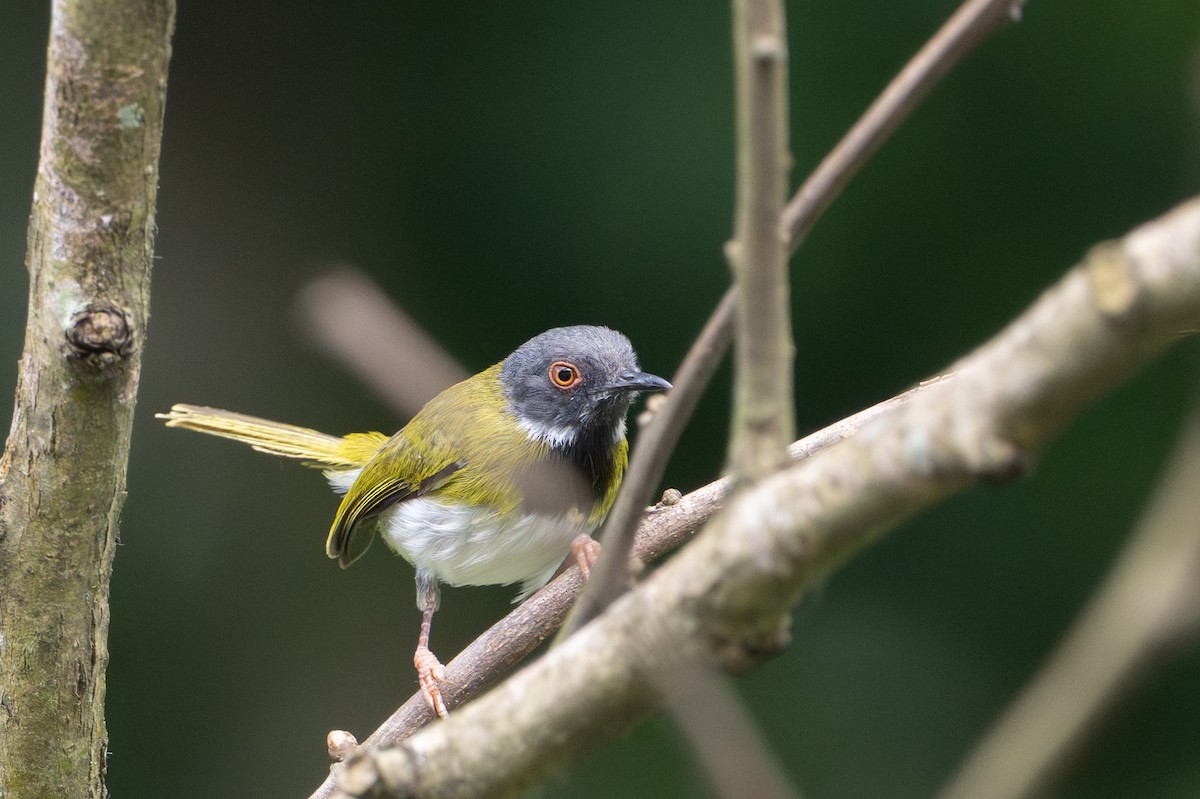 Masked Apalis - ML640887054