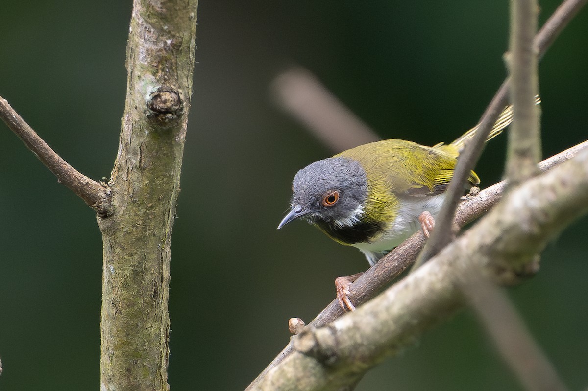 Masked Apalis - ML640887056