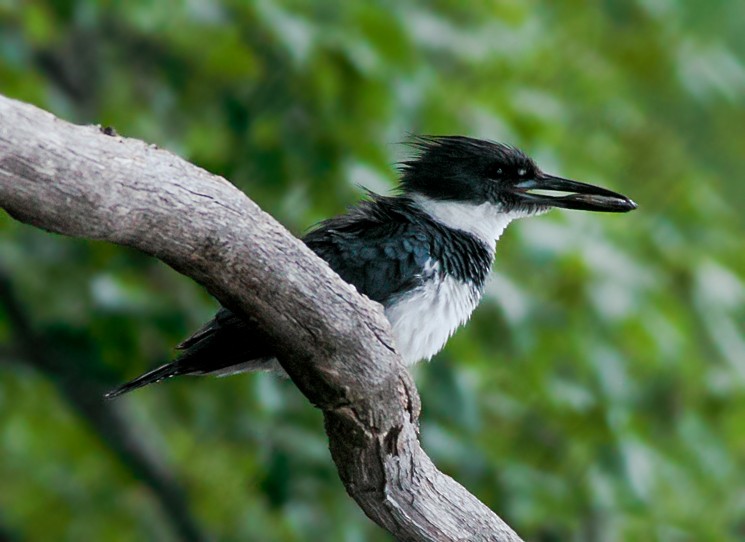Belted Kingfisher - ML640887132