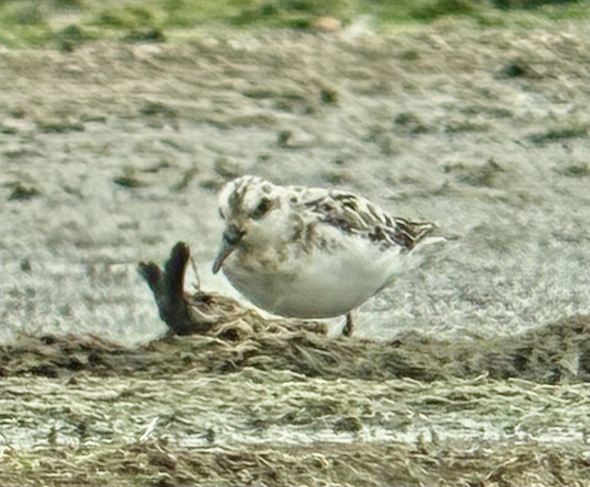 Sanderling - ML640887145