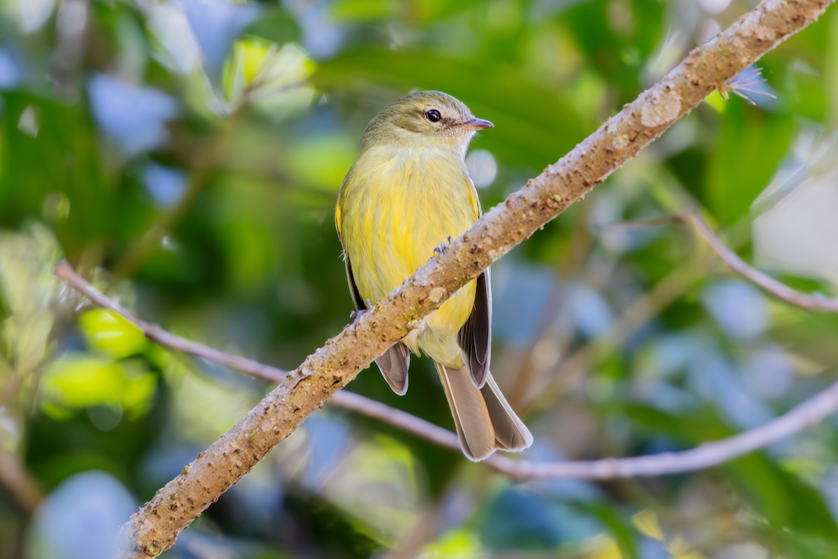 Greenish Tyrannulet - ML640887156