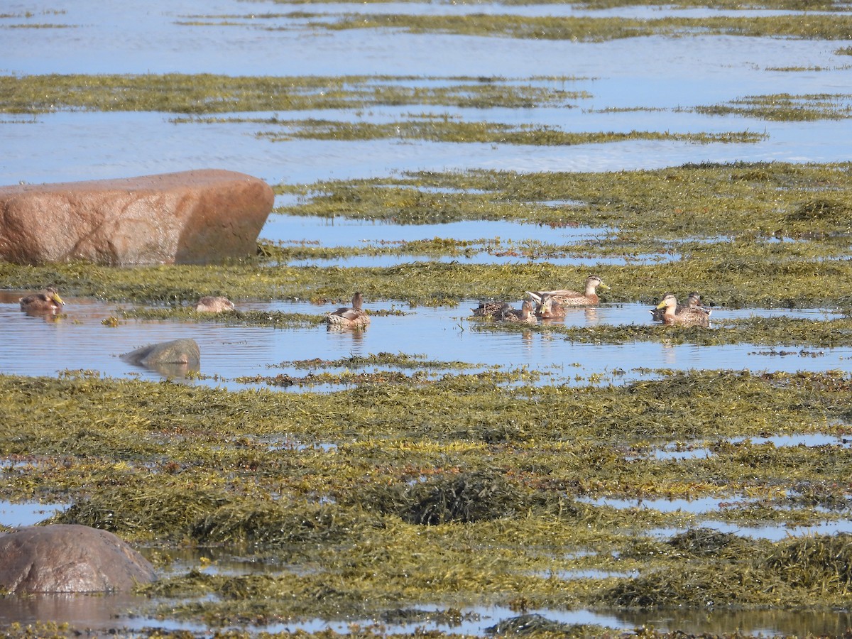 Mallard - ML640887164