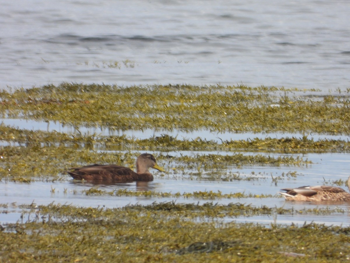 American Black Duck - ML640887174