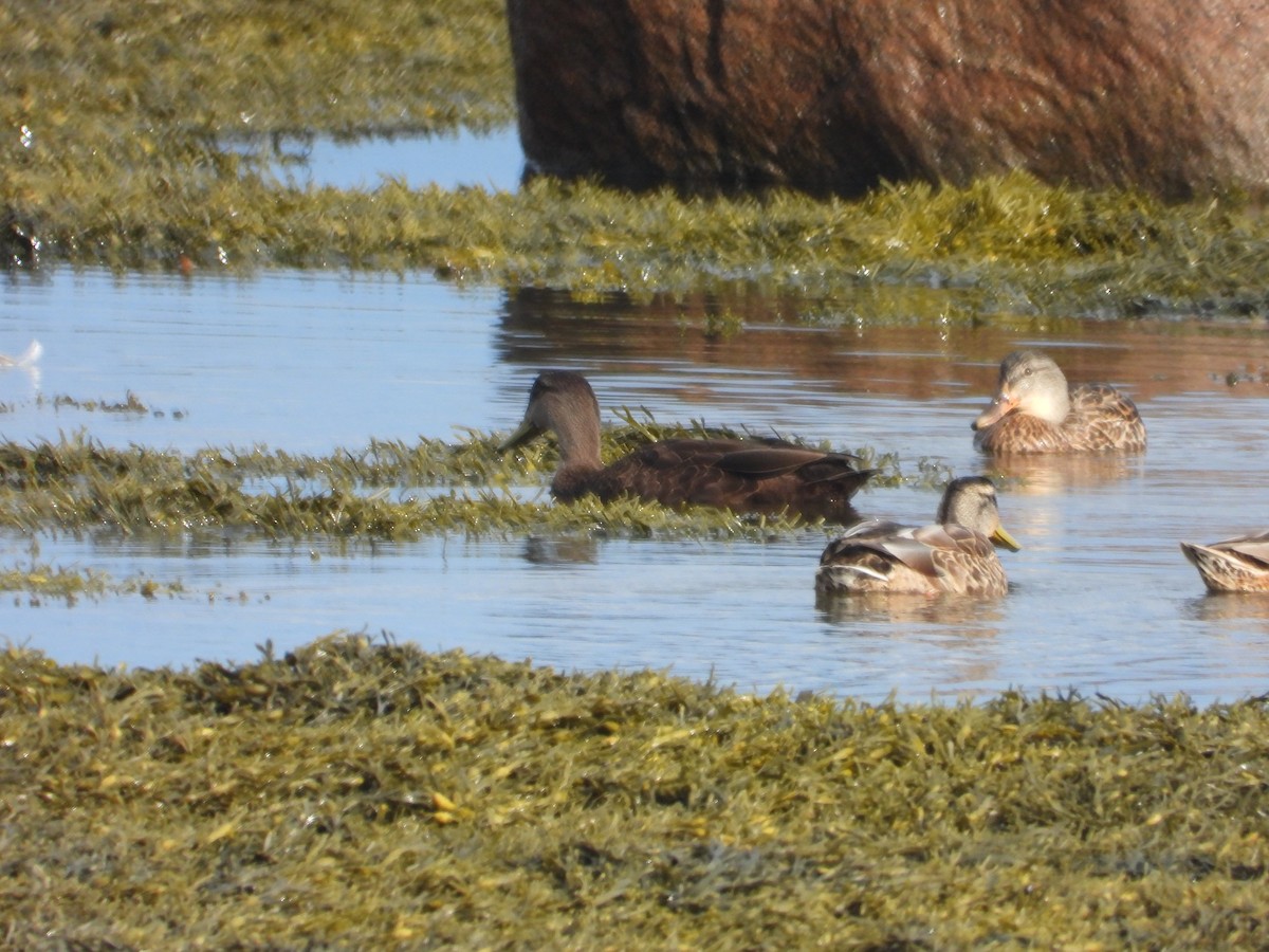 American Black Duck - ML640887175