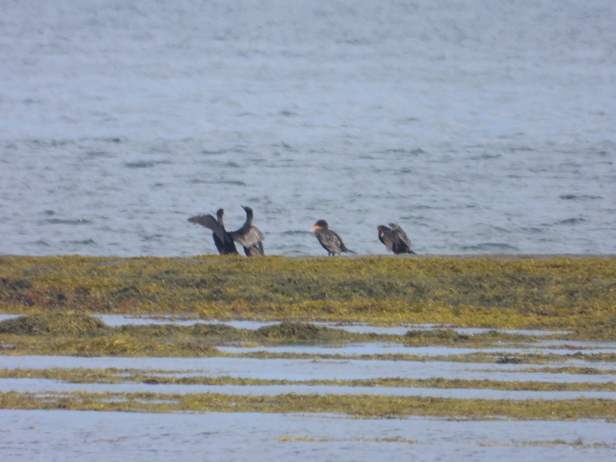 Double-crested Cormorant - ML640887185