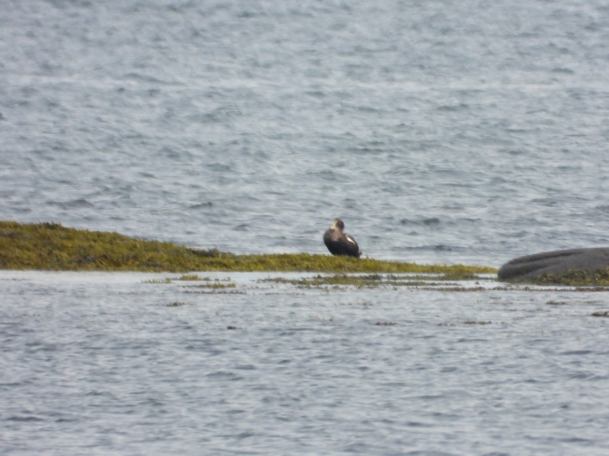 Common Eider - ML640887193