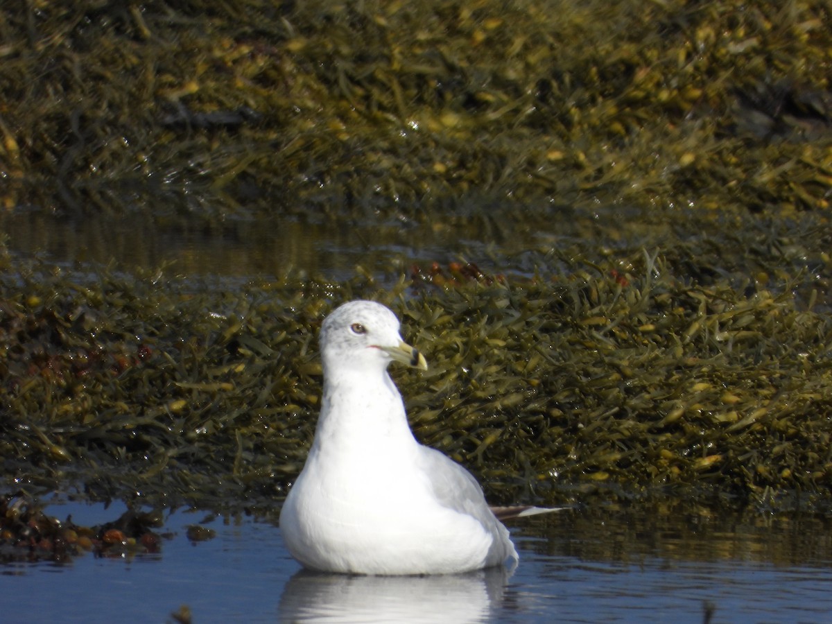 Ring-billed Gull - ML640887209