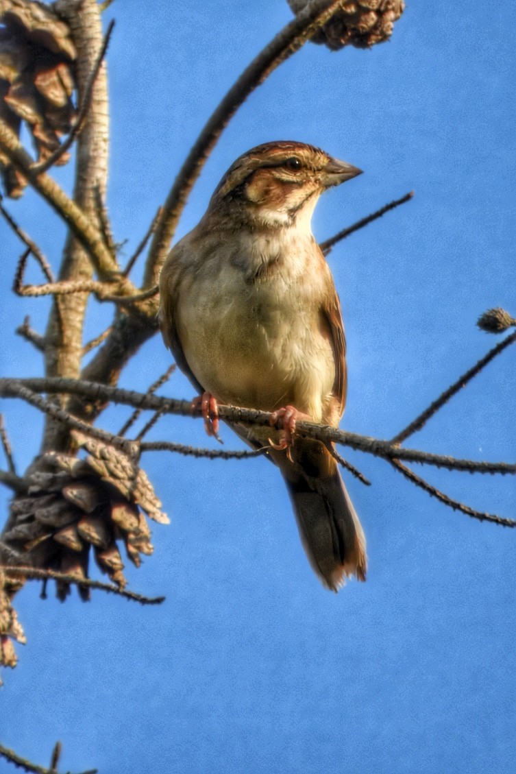 Lark Sparrow - ML640887210