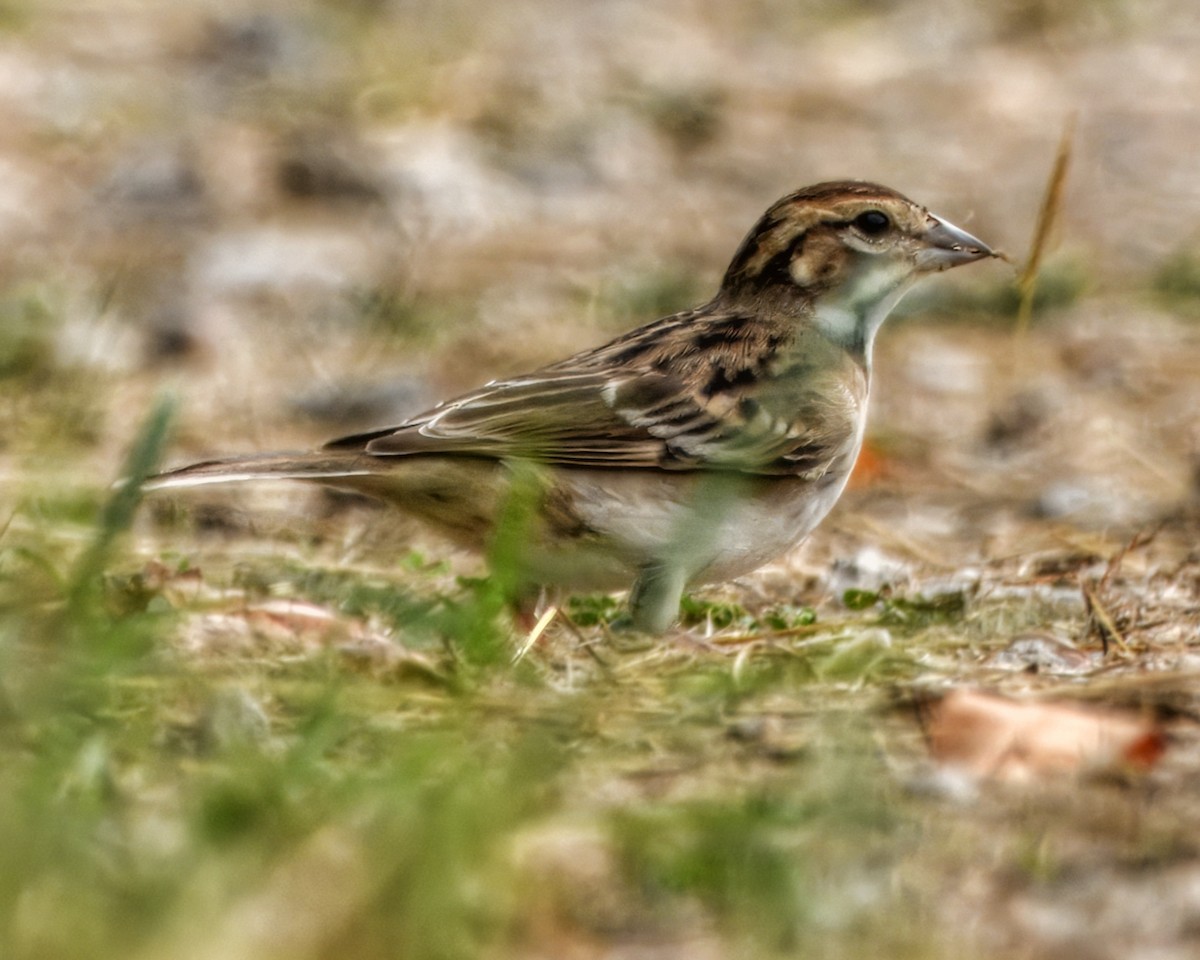 Lark Sparrow - ML640887211