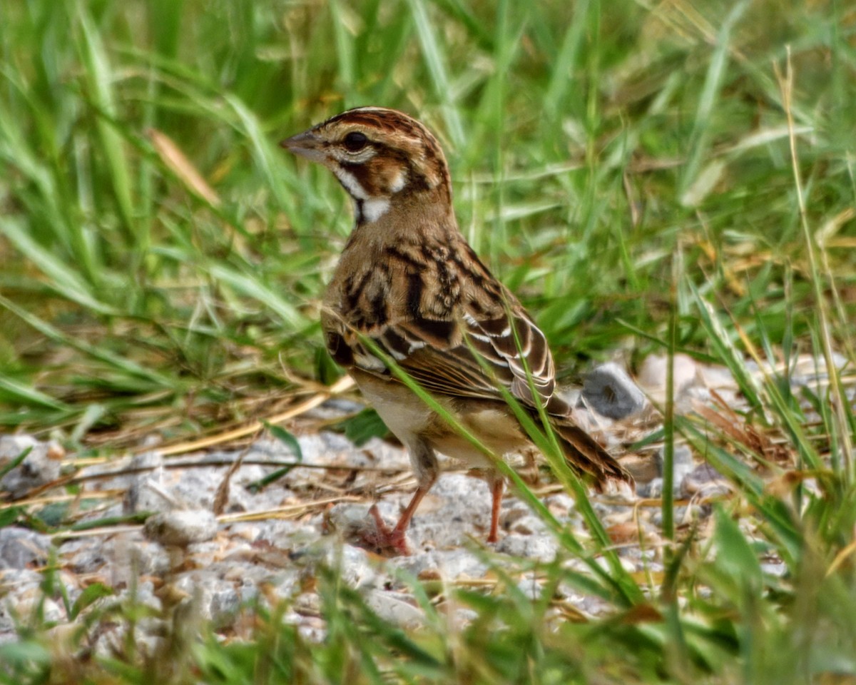 Lark Sparrow - ML640887212