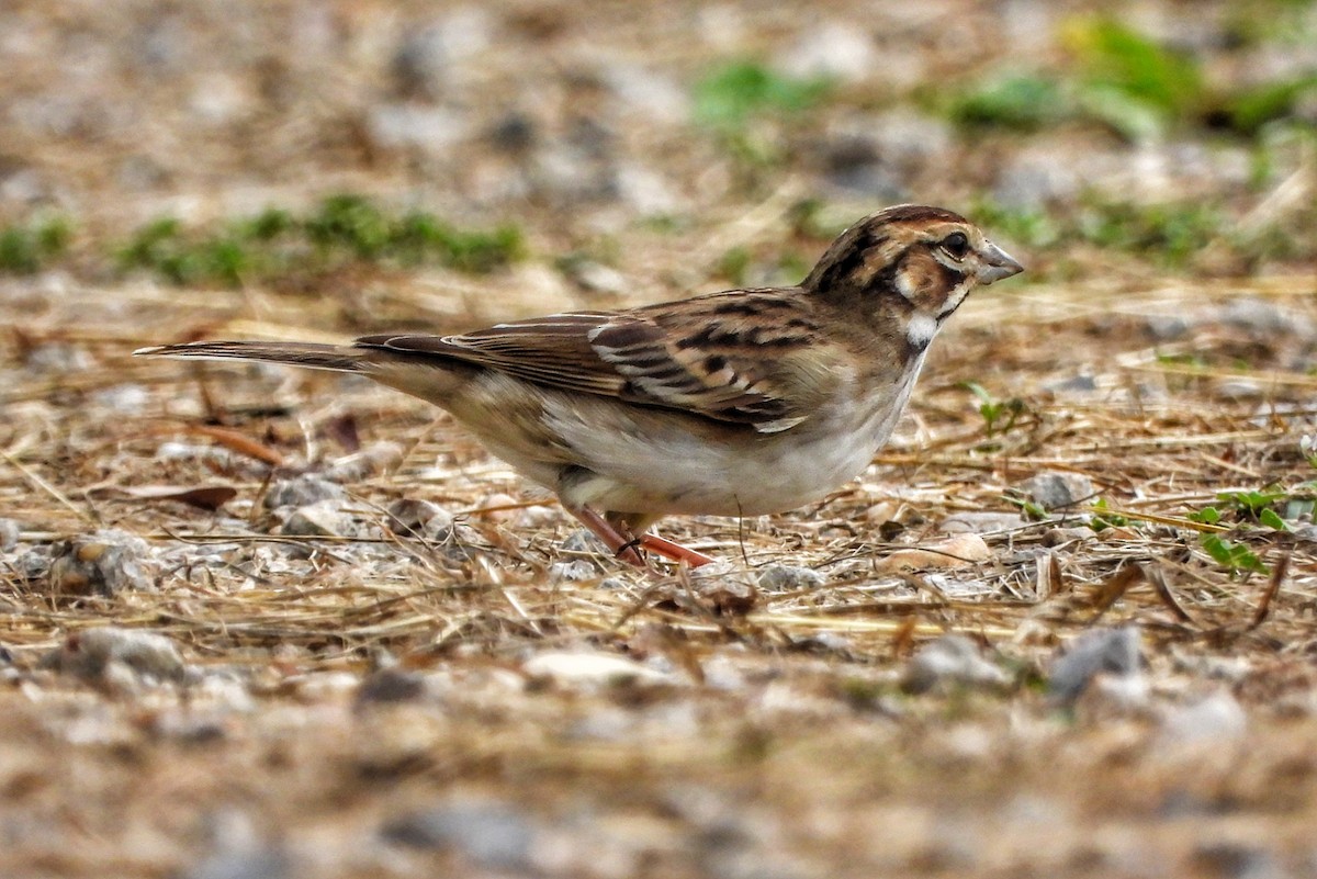 Lark Sparrow - ML640887213