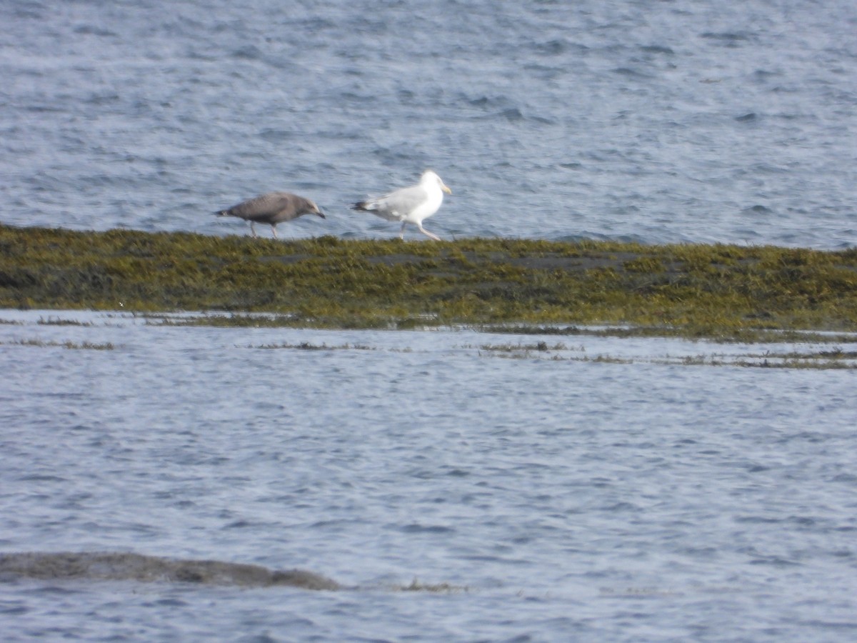 American Herring Gull - ML640887218