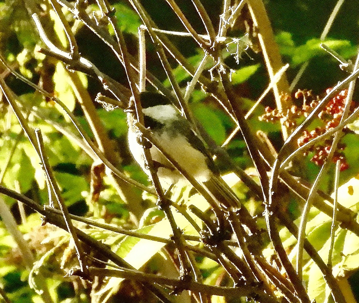 Mésange à tête noire - ML640887229
