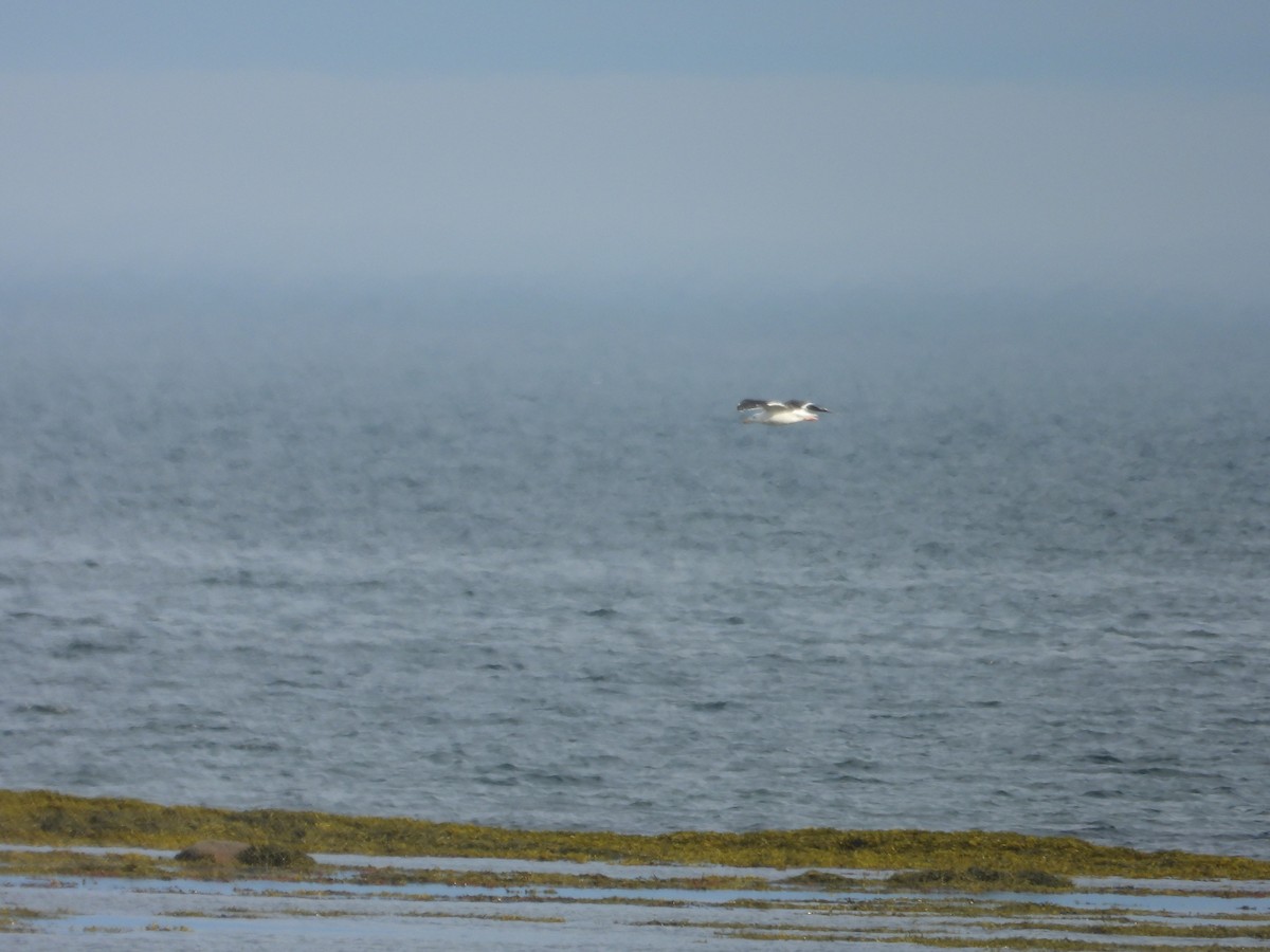 Great Black-backed Gull - ML640887234