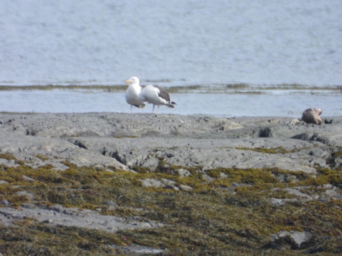 Great Black-backed Gull - ML640887235