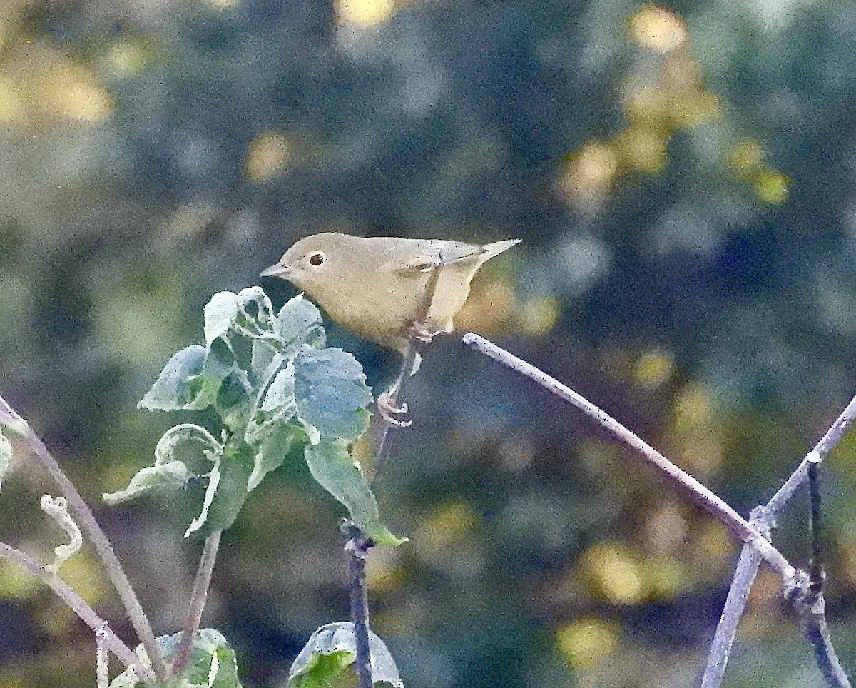 Roitelet à couronne rubis - ML640887260