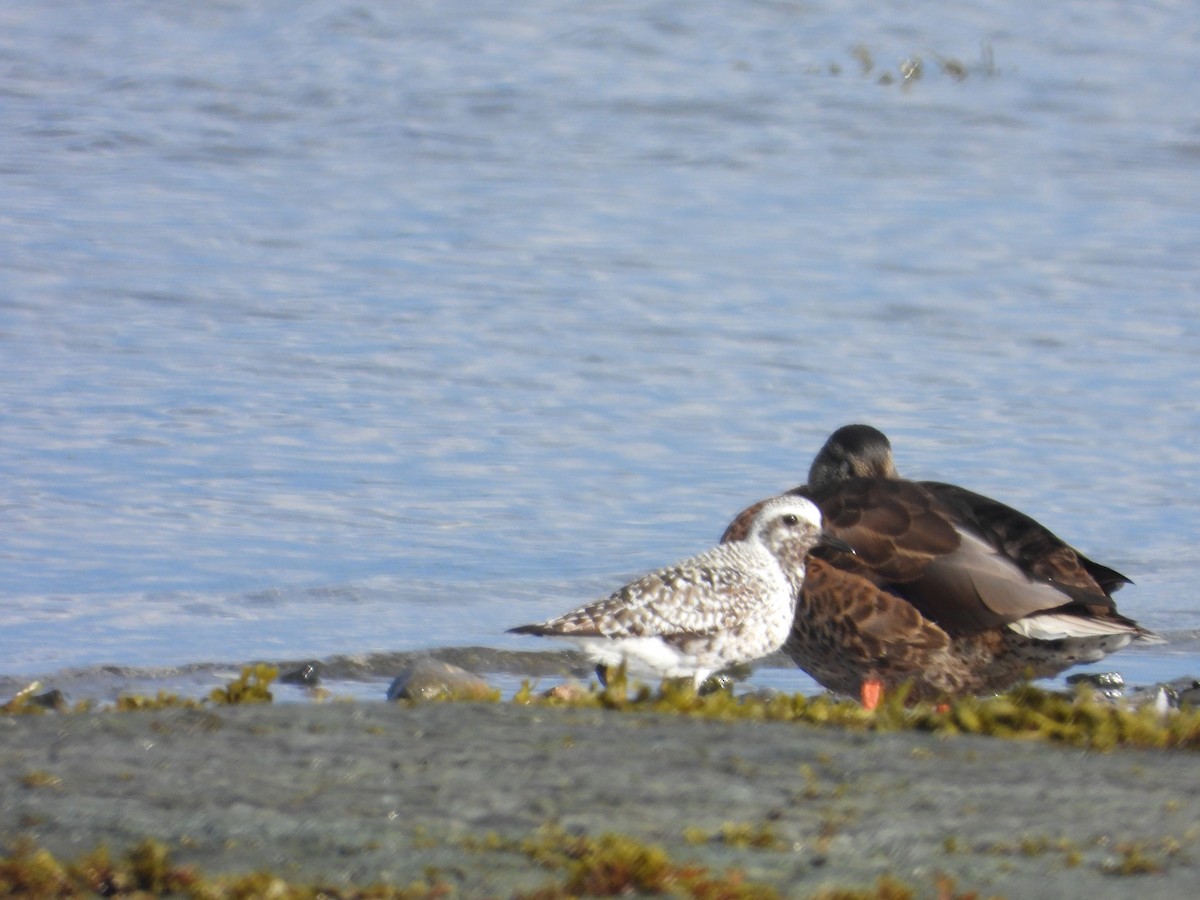 Black-bellied Plover - ML640887262
