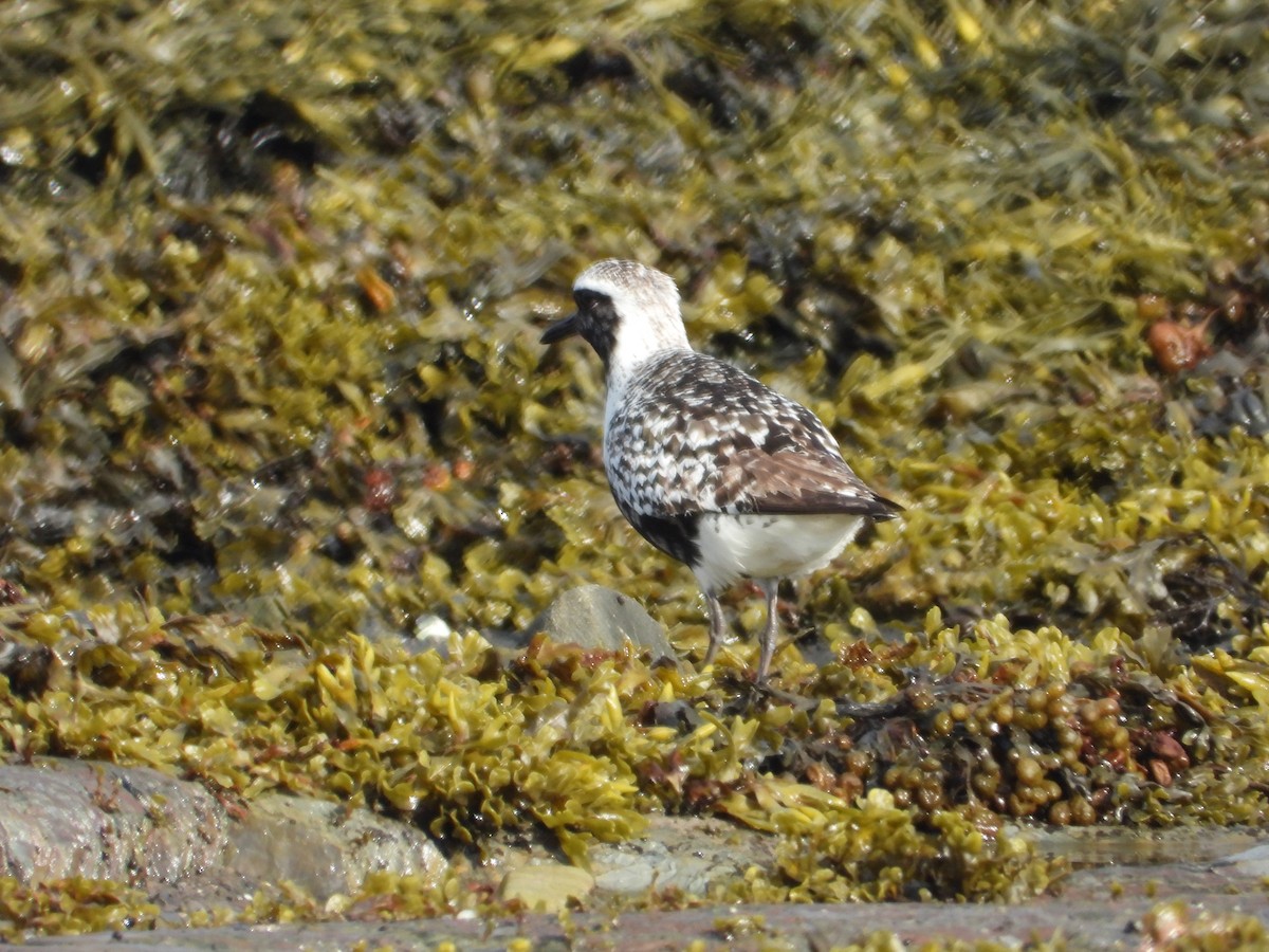 Black-bellied Plover - ML640887263