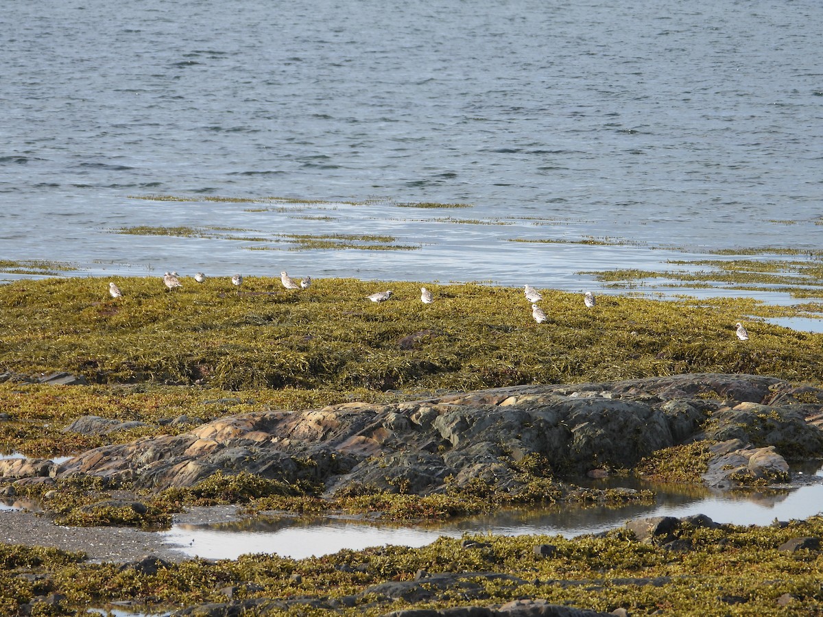 Black-bellied Plover - ML640887264