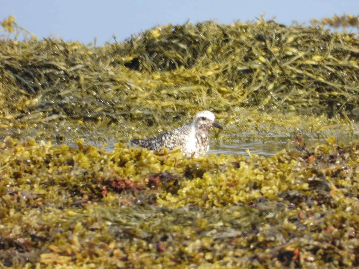 Black-bellied Plover - ML640887265