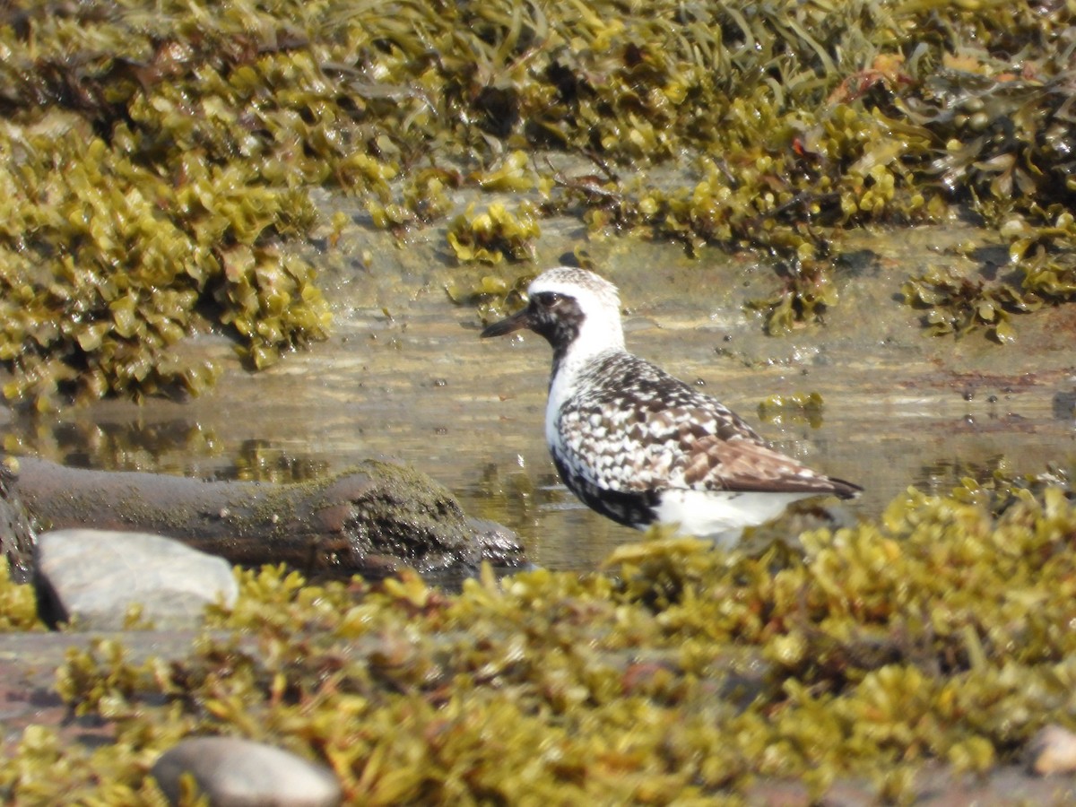 Black-bellied Plover - ML640887266