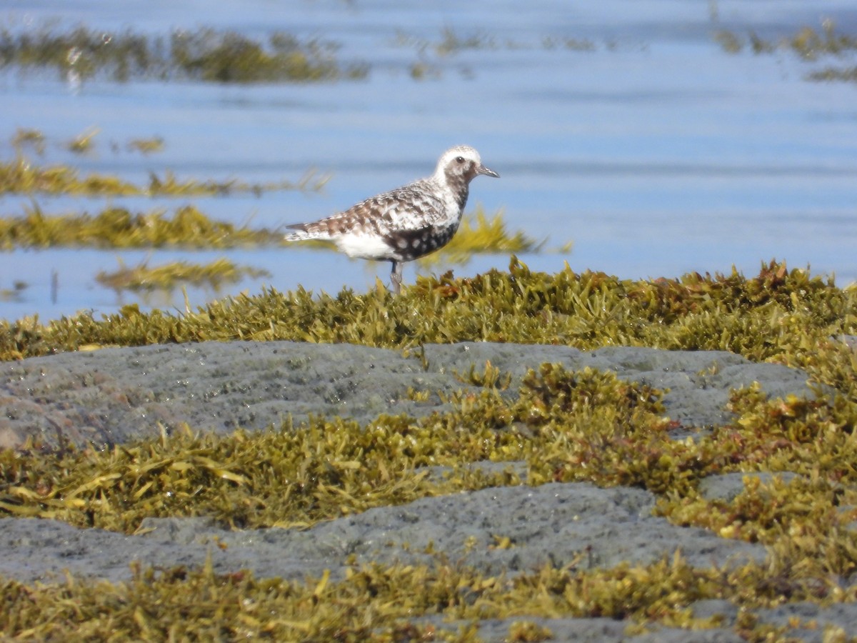 Black-bellied Plover - ML640887267