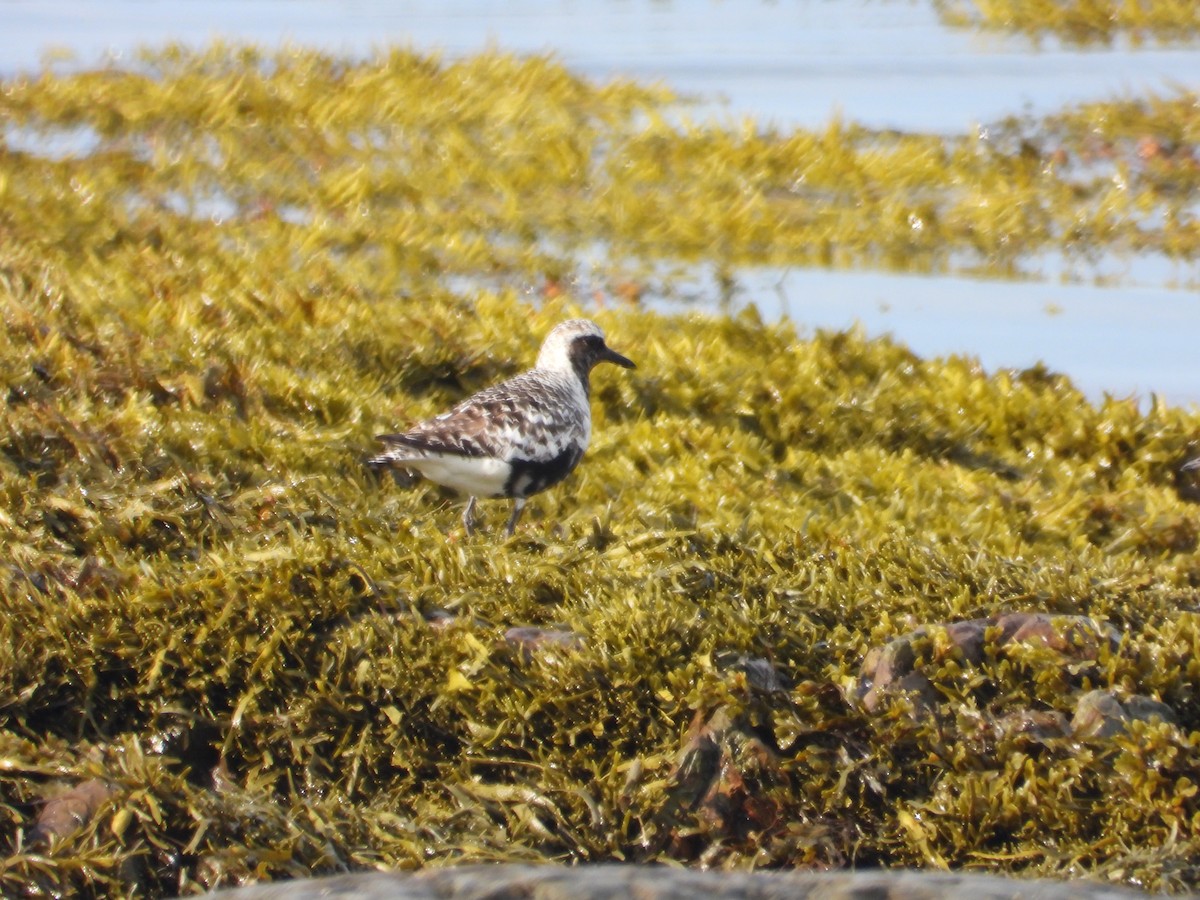 Black-bellied Plover - ML640887268