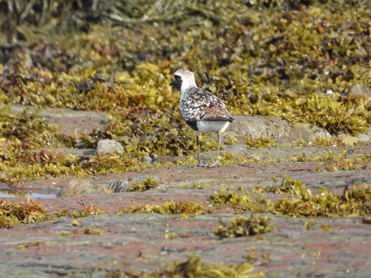 Black-bellied Plover - ML640887270