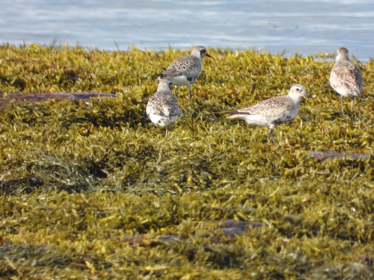 Black-bellied Plover - ML640887271