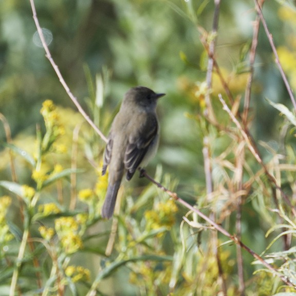 Dusky Flycatcher - ML640887272