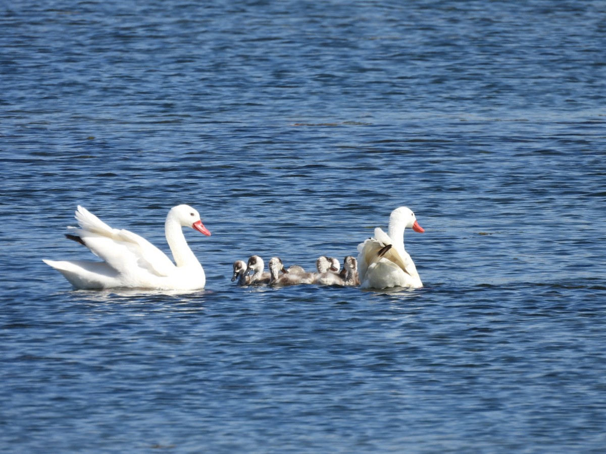 Coscoroba Swan - ML640887315