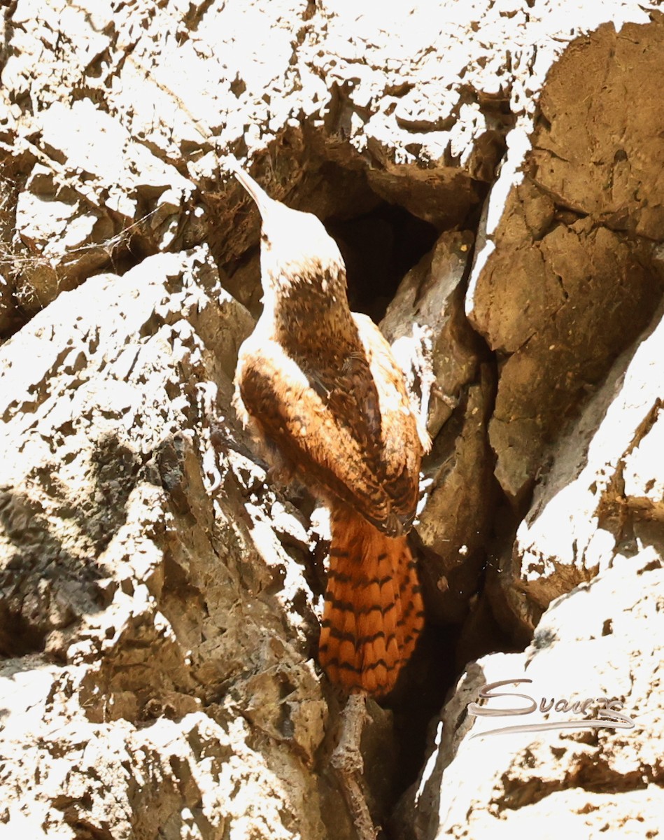 Canyon Wren - ML640887324